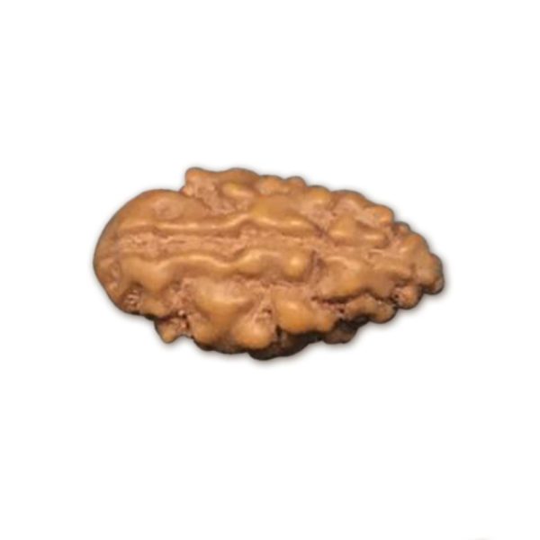 1 Mukhi Indonesian