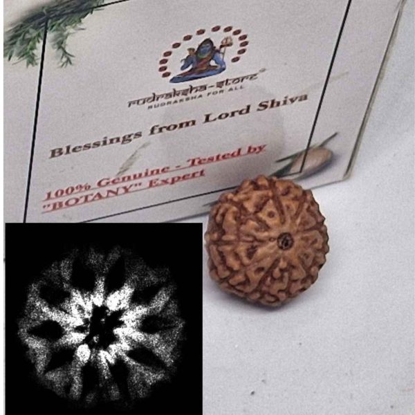 10 Mukhi Indonesian Rudraksha (Big Size with X-Ray) – Divine Shield of Lord Vishnu for Protection, Peace & Spiritual Power