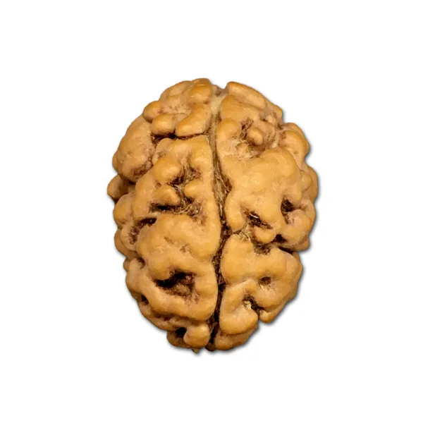 2 Mukhi Rudraksha
