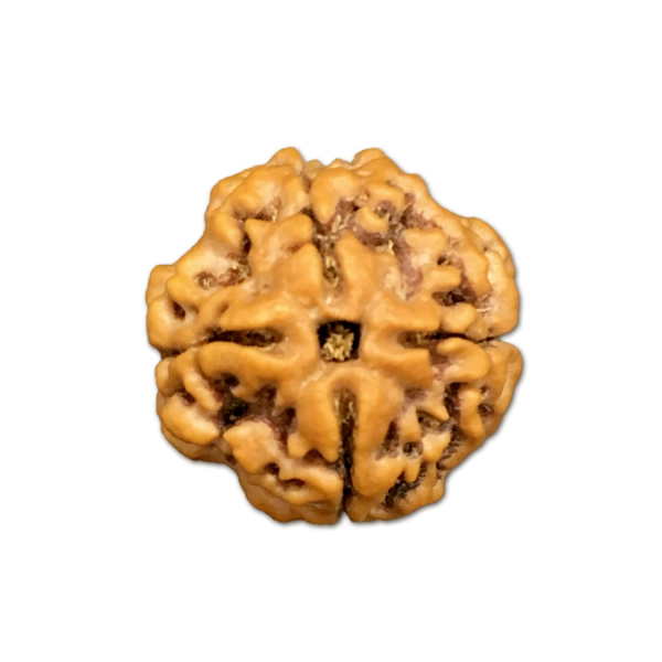 4 Mukhi Nepal