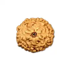 10 Mukhi Rudraksha