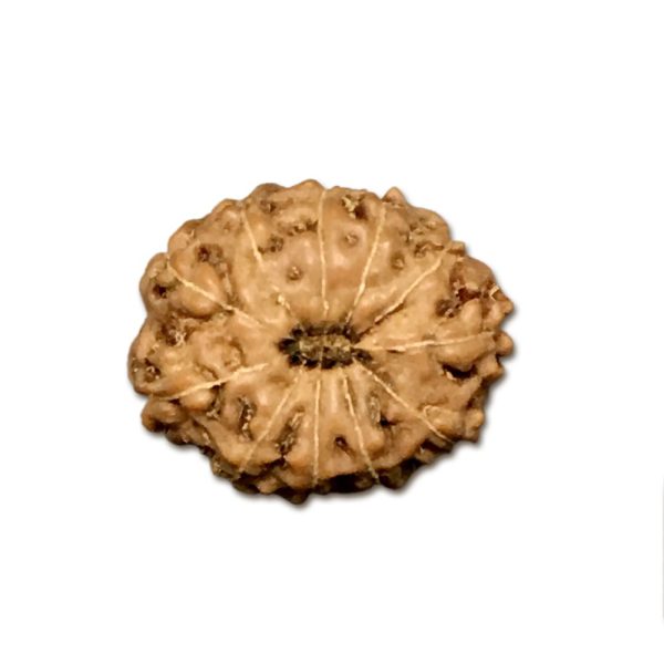 11 Mukhi Indonesian Rudraksha (Big Size with X-Ray) – Divine Power of Lord Hanuman for Courage, Wisdom & Protection