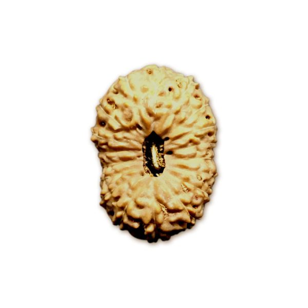 18 Mukhi Indonesian Rudraksha Big