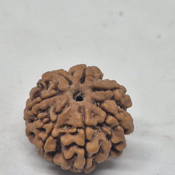 7 Mukhi Nepal Rudraksha (26mm+ Full-Seed Premium) With X-Ray – Wealth, Stability & Prosperity Bead