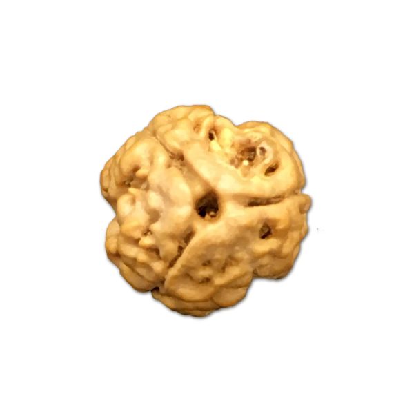 3 Mukhi Nepal Rudraksha Small