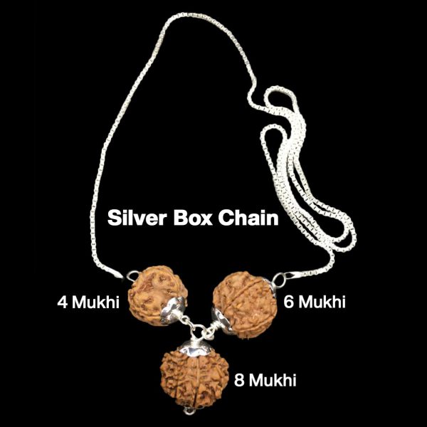 Rudraksha Combination for Advocates 4,6,8 Mukhi Nepal in Silver Chain