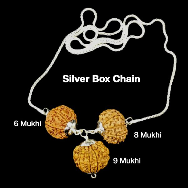 For Females in Business – 6, 8 & 9 Mukhi Rudraksha Combination (Nepal + Indonesian, Premium Thread Set)