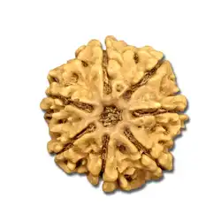 7 Mukhi Rudraksha