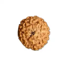 8 Mukhi Rudraksha