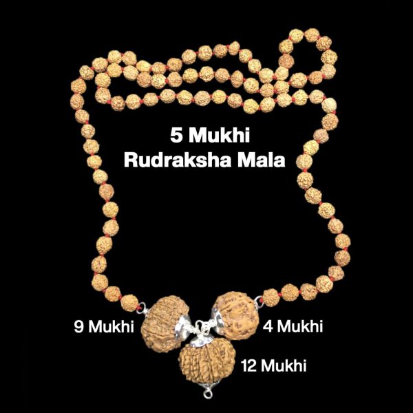Rudraksha Combination for Doctors 4,9,12 Mukhi Nepal in Rudraksha Mala