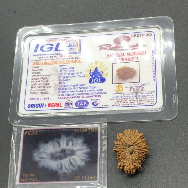 18 Mukhi Nepal Rudraksha Eighteen Face 25.15mm 2.77 GMS