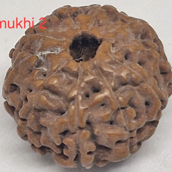 10 mukhi Java Rudraksha - 16mm+ up - Premium - with Xray
