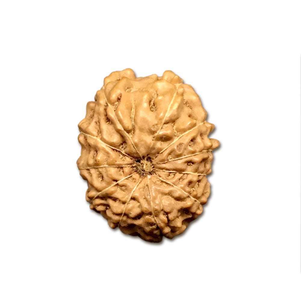 11INB.jpg 11 Mukhi Indonesian Rudraksha Big - Image 1