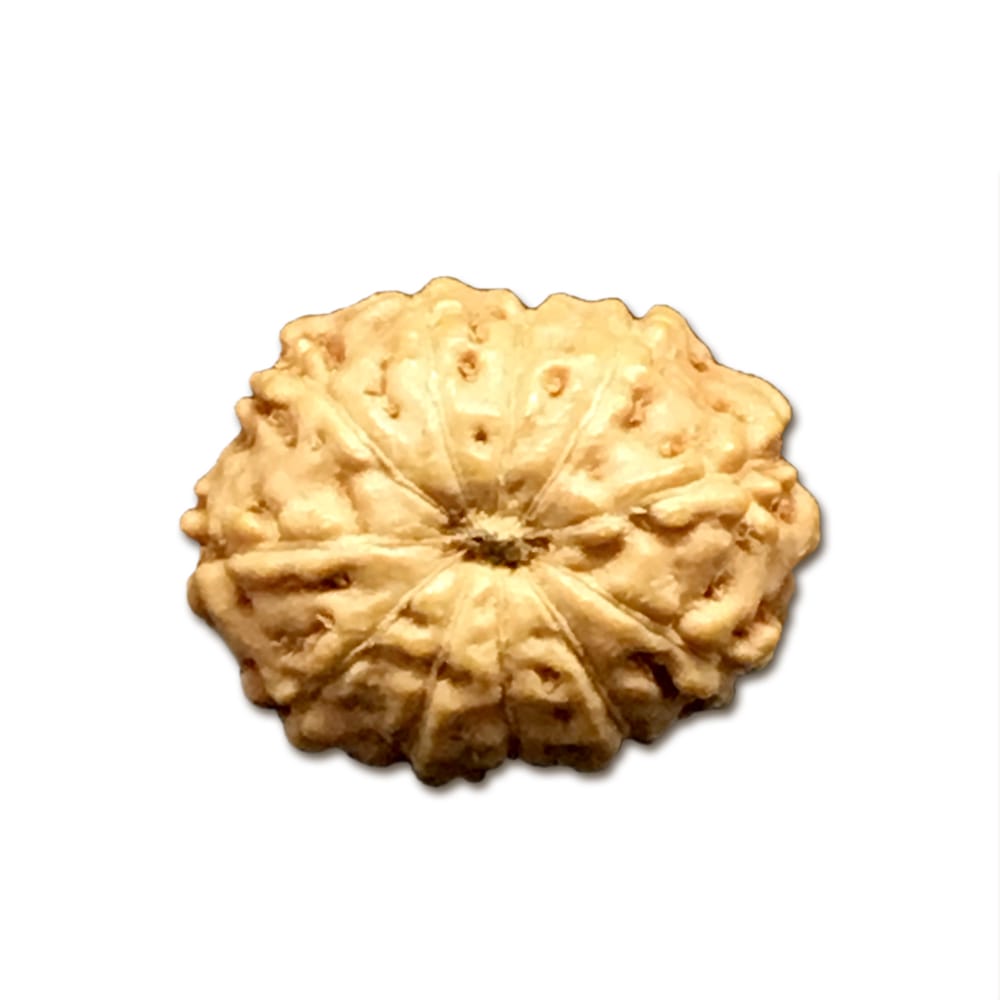 11INVS.jpg 11 Mukhi Indonesian Rudraksha Very Small - Image 1