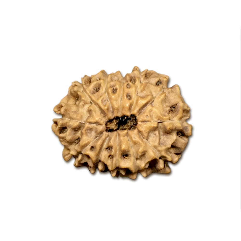 12INC.jpg 12 Mukhi Indonesian Rudraksha Collector - Image 1
