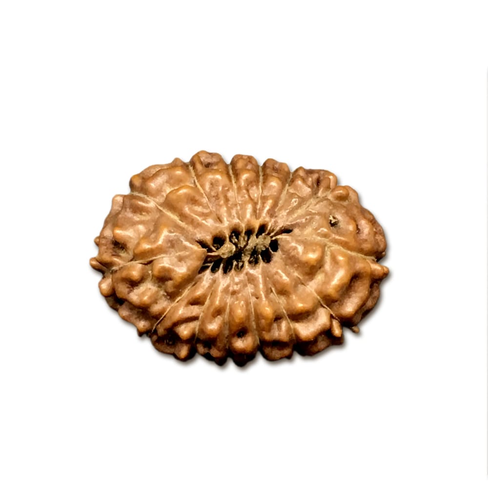 14INB.jpg 14 Mukhi Indonesian Rudraksha Big - Image 1