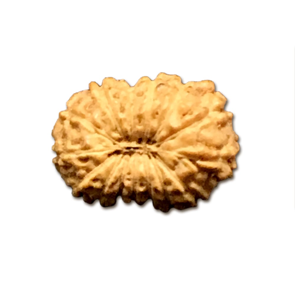 14INVS.jpg 14 Mukhi Indonesian Rudraksha Very Small - Image 1