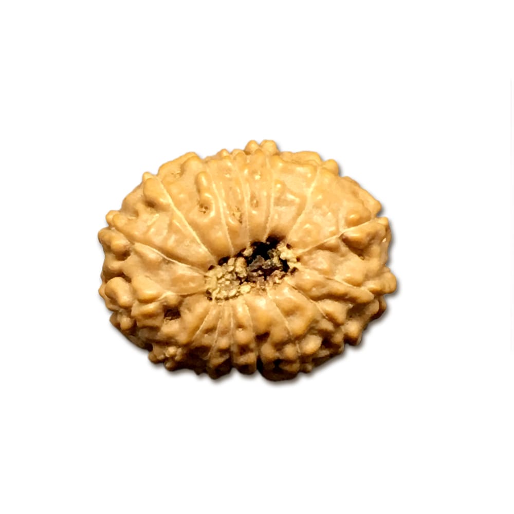 15INC.jpg 15 Mukhi Indonesian Rudraksha Collector - Image 1