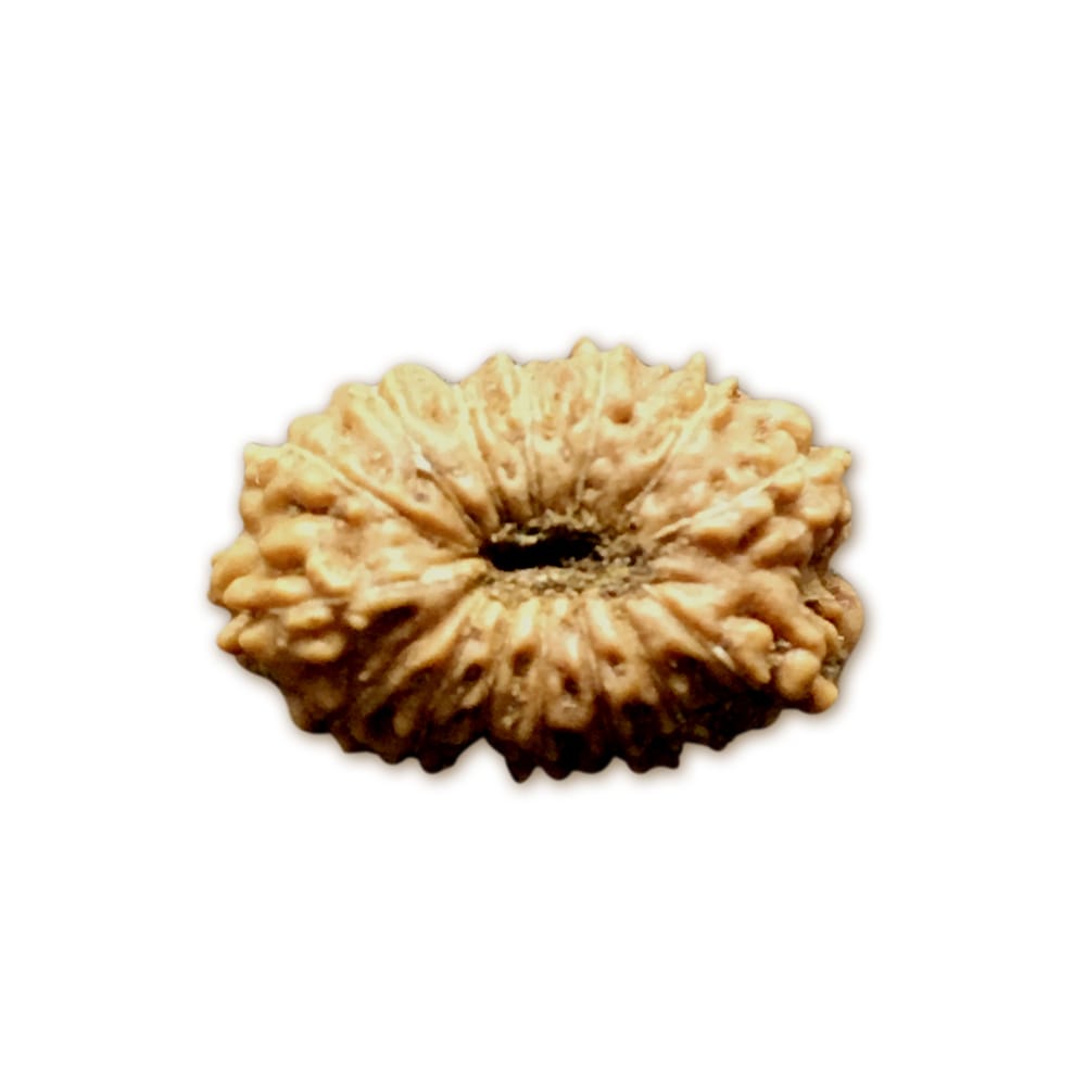 16JS.jpg 16 Mukhi Indonesian Rudraksha Small - Image 1