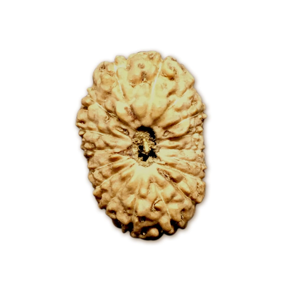 17JB.jpg 17 Mukhi Indonesian Rudraksha Big - Image 1