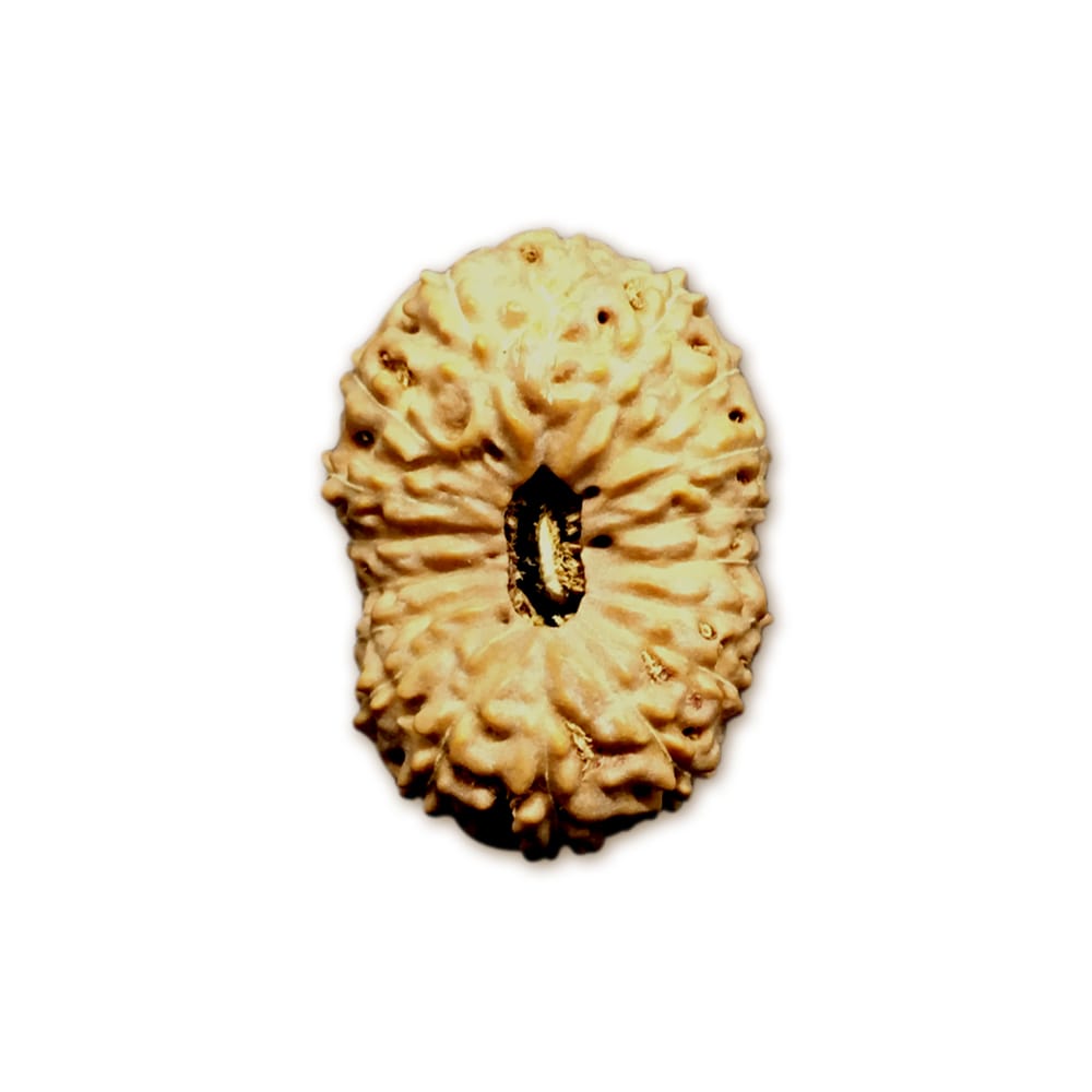 18JB.jpg 18 Mukhi Indonesian Rudraksha Big - Image 1