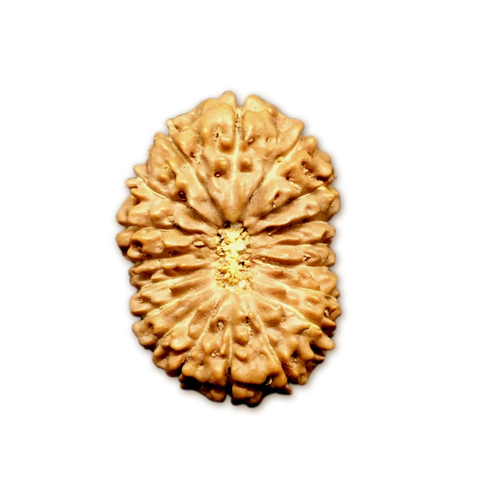 18JC.jpg 18 Mukhi Indonesian Rudraksha Collector - Image 1