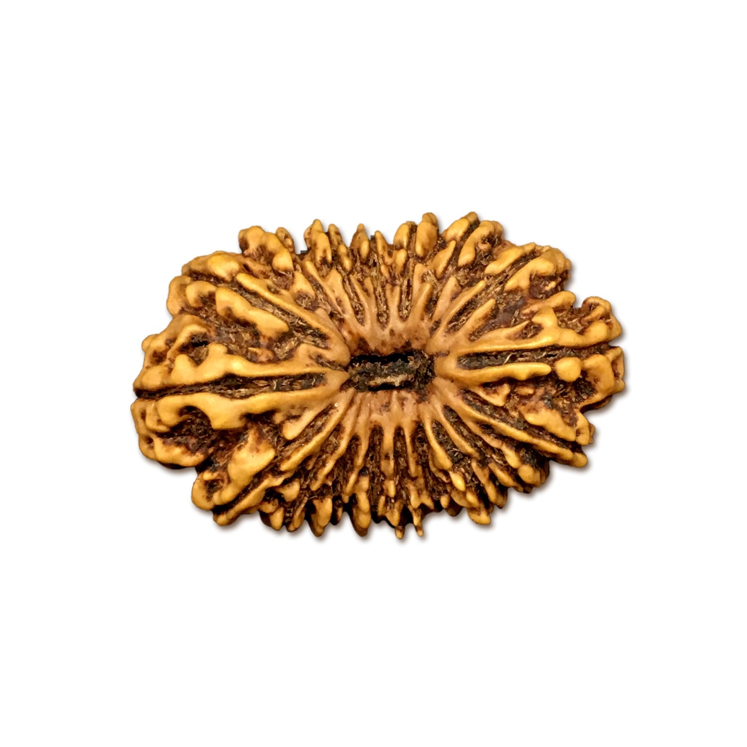 18NP5.jpg 18 Mukhi Nepal Rudraksha Eighteen Face 34.30mm 5.53 Gms - Image 1