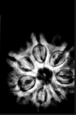 7 mukhi Rudraksha - Nepal -Full seeds -19.9mm - Image 4