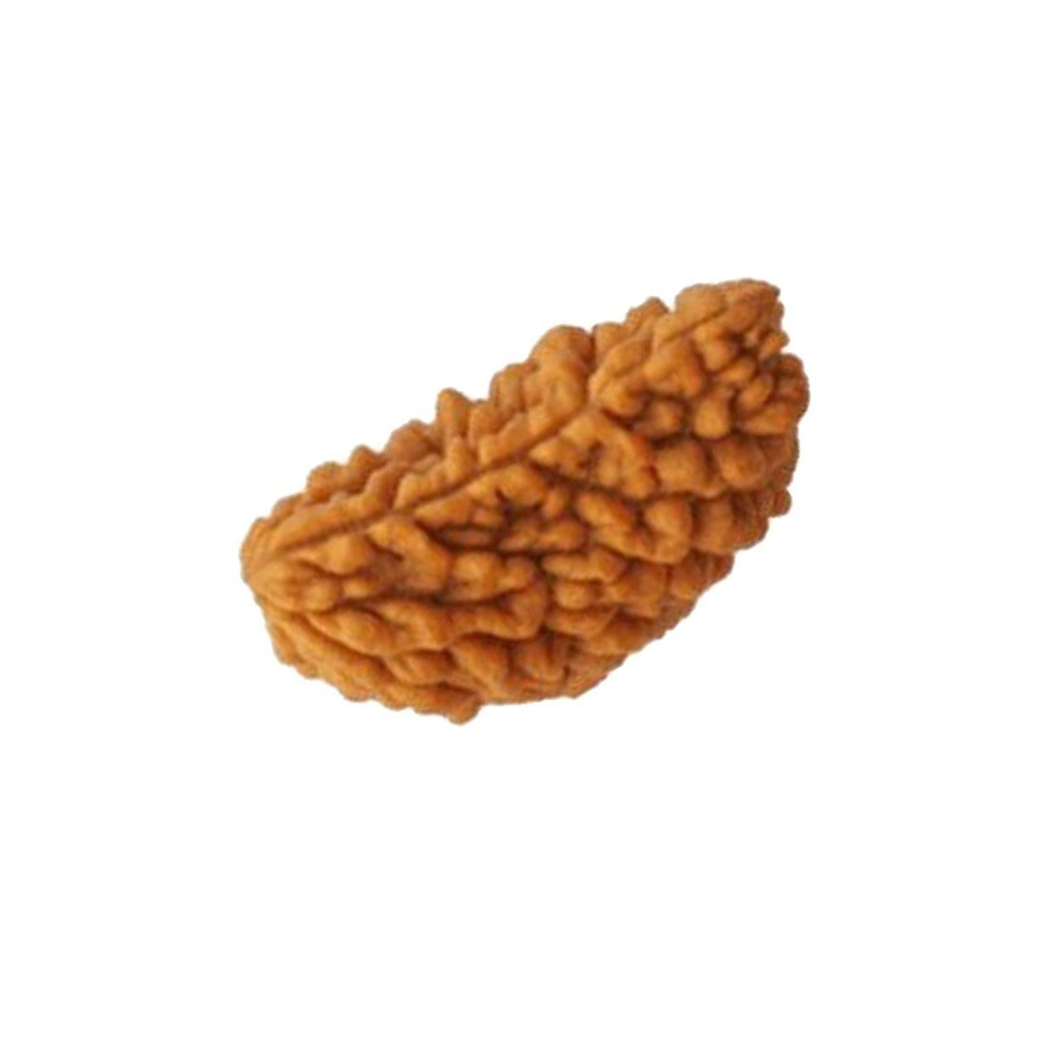 1mukhi.jpg 1 Mukhi Indian Rudraksha Big - Image 1