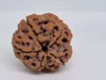 5 Mukhi Nepal Rudraksha Premium Quality - Image 6