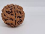 5 Mukhi Nepal Rudraksha Premium Quality - Shivaratri Special- 6 piece - Image 4