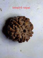 9 mukhi  java rudraksha 16 mm + up - xray optionals - Image 2