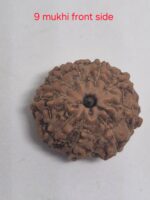 9 mukhi  java rudraksha 16 mm + up - xray optionals - Image 3