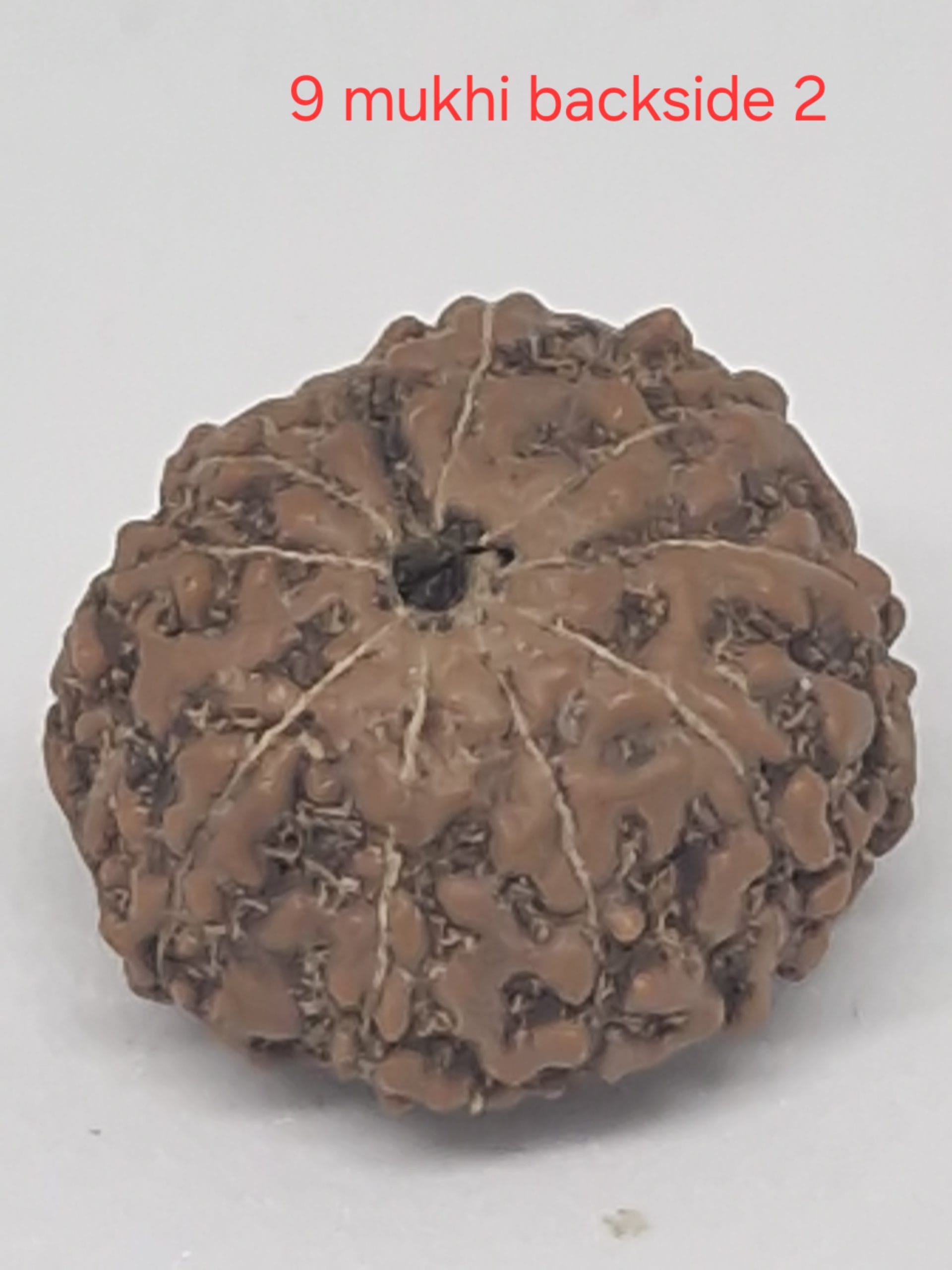 20250123_103909-scaled-1.jpg 9 mukhi java rudraksha 16 mm + up - xray optionals - Image 1