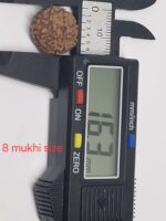8 mukhi premium Quality Indonesian rudraksha 16mm + xray certificate avaliable - Image 4