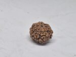 6 mukhi rudraksha - limited stock 21mm+ best qualities x-ray options - Image 5