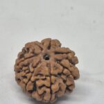 6 mukhi rudraksha - limited stock 21mm+ best qualities x-ray options
