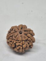 7 mukhi Rudraksha - Nepal -Full seeds -19.9mm