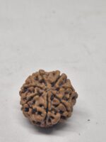 6 mukhi rudraksha - limited stock 21mm+ best qualities x-ray options - Image 3
