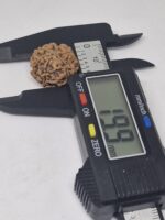 7 mukhi Rudraksha - Nepal -Full seeds -19.9mm - Image 3