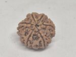 6 mukhi rudraksha - limited stock 21mm+ best qualities x-ray options - Image 2