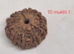 10 mukhi Java Rudraksha - 16mm+ up - Premium - xray optional - Image 4
