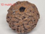 10 mukhi Java Rudraksha - 16mm+ up - Premium - xray optional