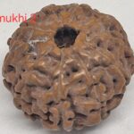 10 mukhi Java Rudraksha - 16mm+ up - Premium - xray optional