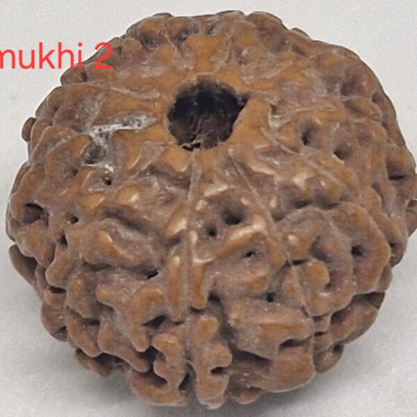10 mukhi Java Rudraksha - 16mm+ up - Premium - xray optional