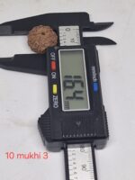 10 mukhi Java Rudraksha - 16mm+ up - Premium - xray optional - Image 2