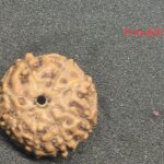 8 mukhi java Rudraksha - 16 mm + with Xray certificate