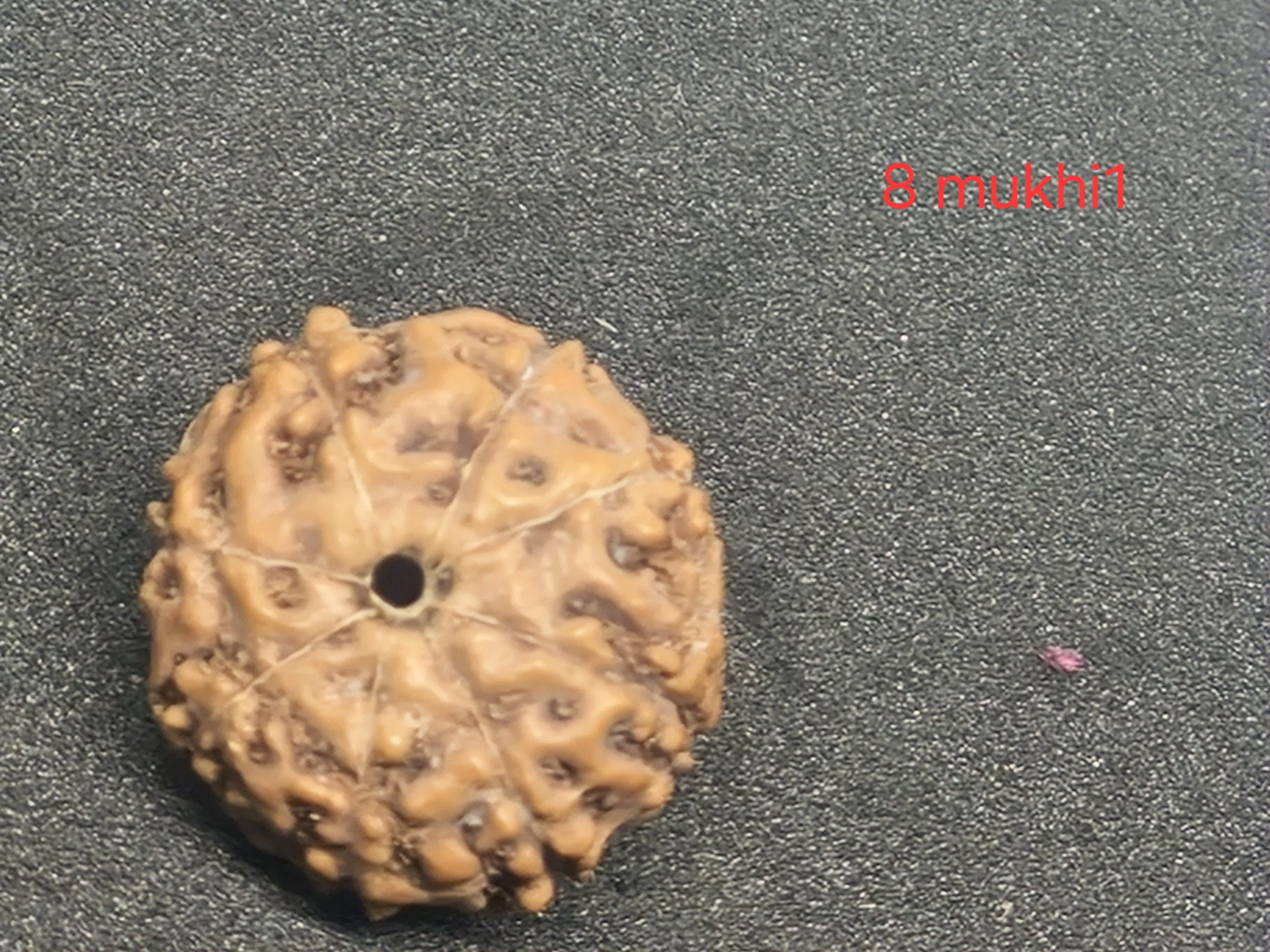 20250219_221550-scaled-1.jpg 8 mukhi java Rudraksha - 16 mm + with Xray certificate - Image 1