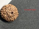8 mukhi java Rudraksha - 16 mm + with Xray certificate - Image 2