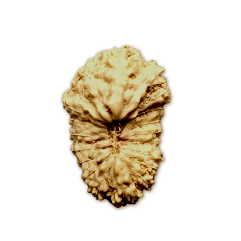20JB.jpg 20 Mukhi Indonesian Rudraksha Big - Image 1